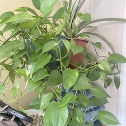 Plant For Good Home