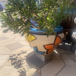 Pots And Plants 