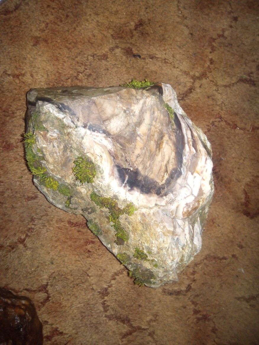 Petrified Wood