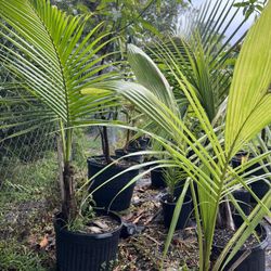 Coconut Palm Trees For Sale for Sale in Boca Raton, FL - OfferUp