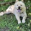 chowchow