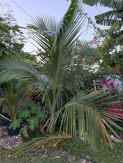 Coconut tree 6-7 ft