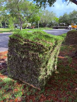 Fresh Sod - Césped Fresco