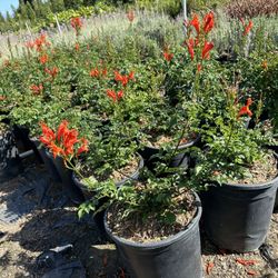 Orange Tecoma