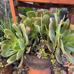 Succulents 