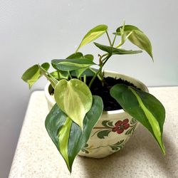 Pathos Plant 🪴 