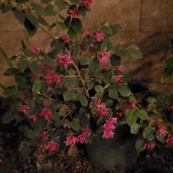 Large 5 Gallon Fringe Flower