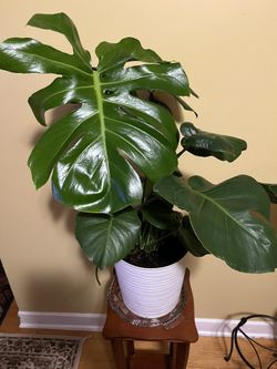 🍀Monstera Plant🍀