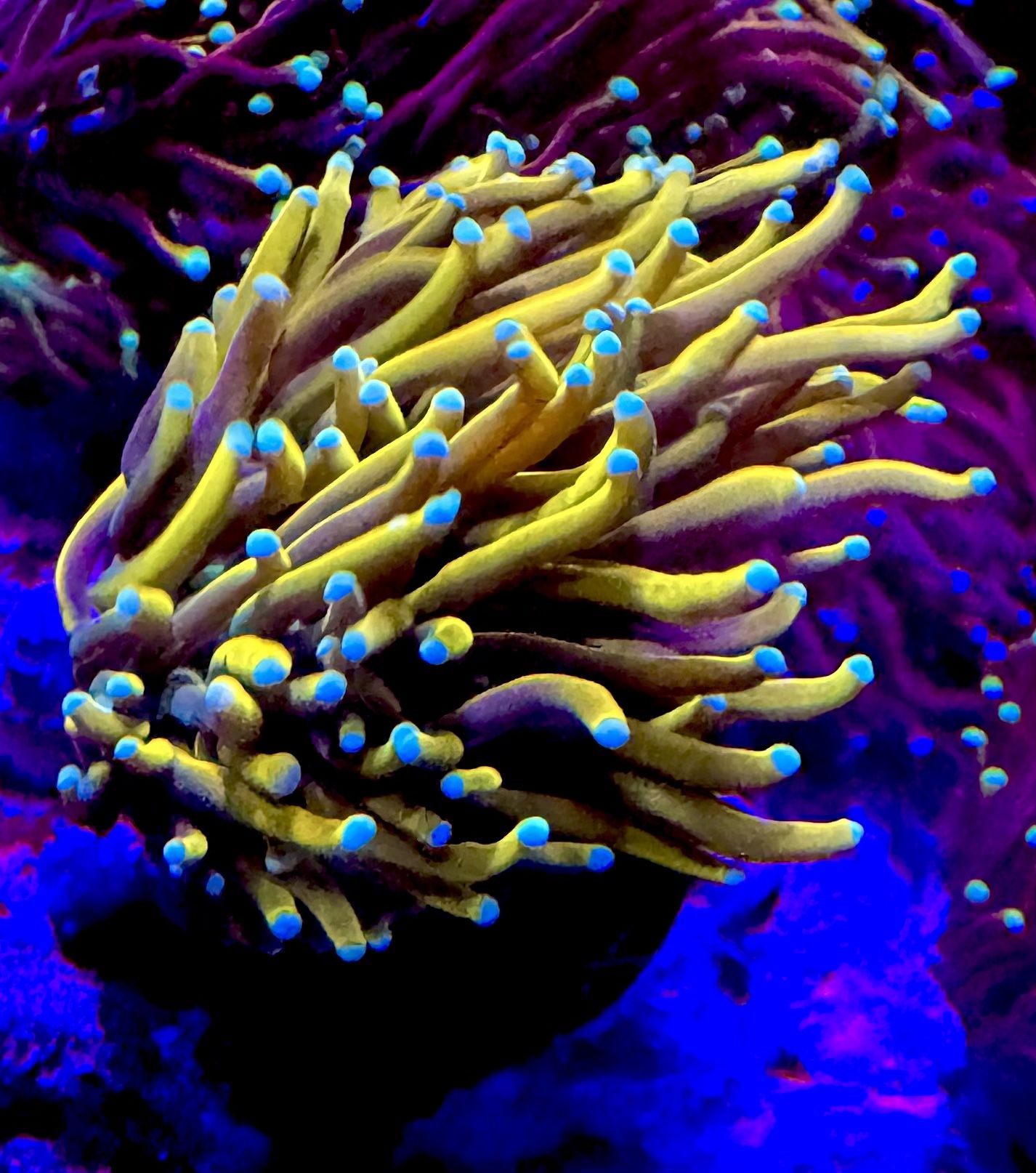 Fake Saltwater Coral Decorations