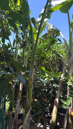 Banana plant