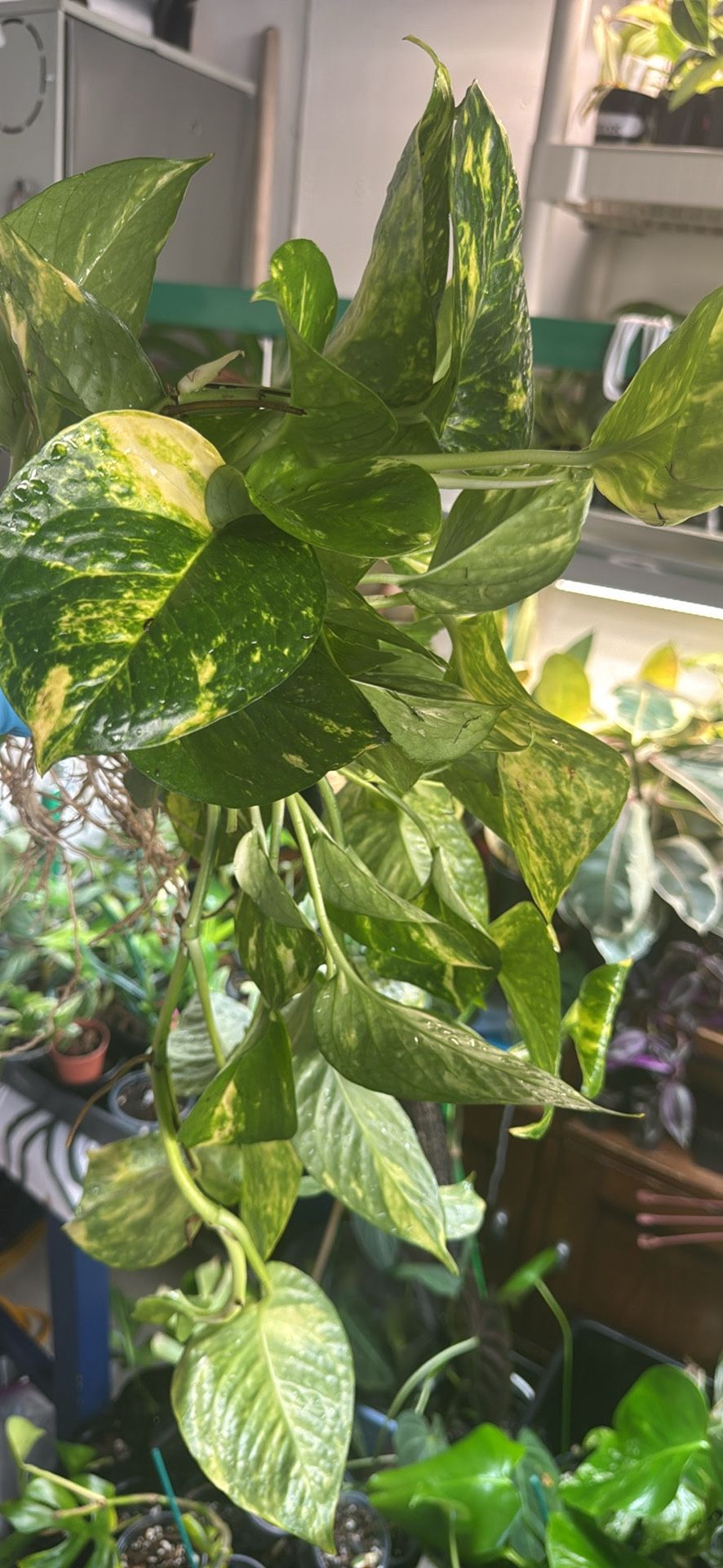 Hawaiian Pothos Rooted Cuttings