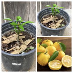 Yuzu Citrus Live Fruit Tree in 1 Gallon Pot Live Plant