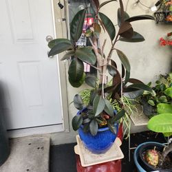 Open For Big Plant Sale Today!!!!!!!!!