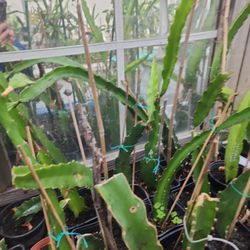 Dragon Fruit Plant ,"Dark Star" Deep Red/ Magenta 