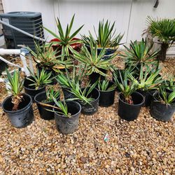 Yucca Plants For Sale