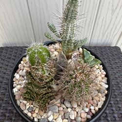 Cactus Arrangement