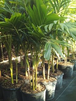 OPEN TODAY! CHRISTMAS PALM IN 7 GALLONS OVER  4' WITH MULTIPLE TRUNK FOR ONLY $30 ONLY A FEW LEFT! 