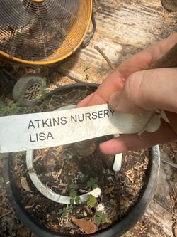 15 gallon Lisa Atemoya Fruit Tree