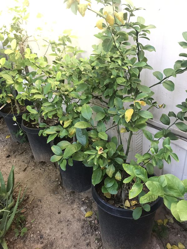 Lemon trees for Sale in Glendale, AZ OfferUp