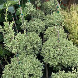 Topiary Boxwood Plants 