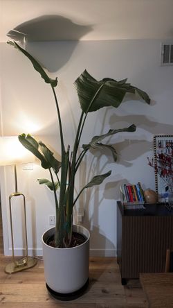 Large Bird of Paradise Plant + Modern Pot