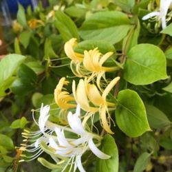 Honeysuckle Fragrant Perennial  Plant. See All Pics.
