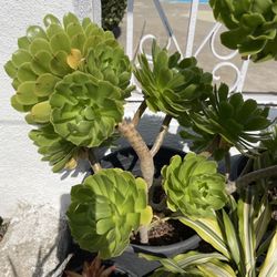 1 Gallon Pot Aeonium Tree Succulent Plant 