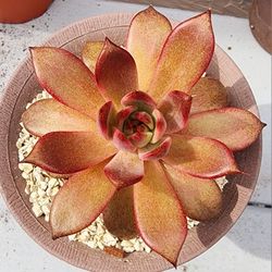 Succulents Plants Korean Imported Echeveria Pick Up Or Ship To You 