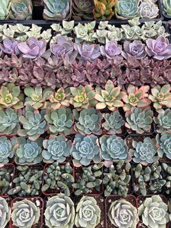 Premium 2 inch succulents.   $1 each.