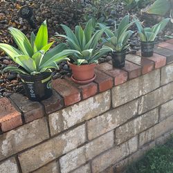 4 Agave Plants 