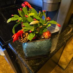 Live Christmas Cactus In  Cool 6in Ceramic Pot With Christmas Ornaments 