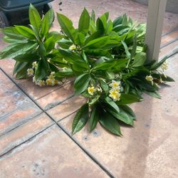 Free Plumeria Clippings