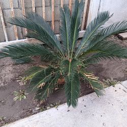 Palm Tree plant