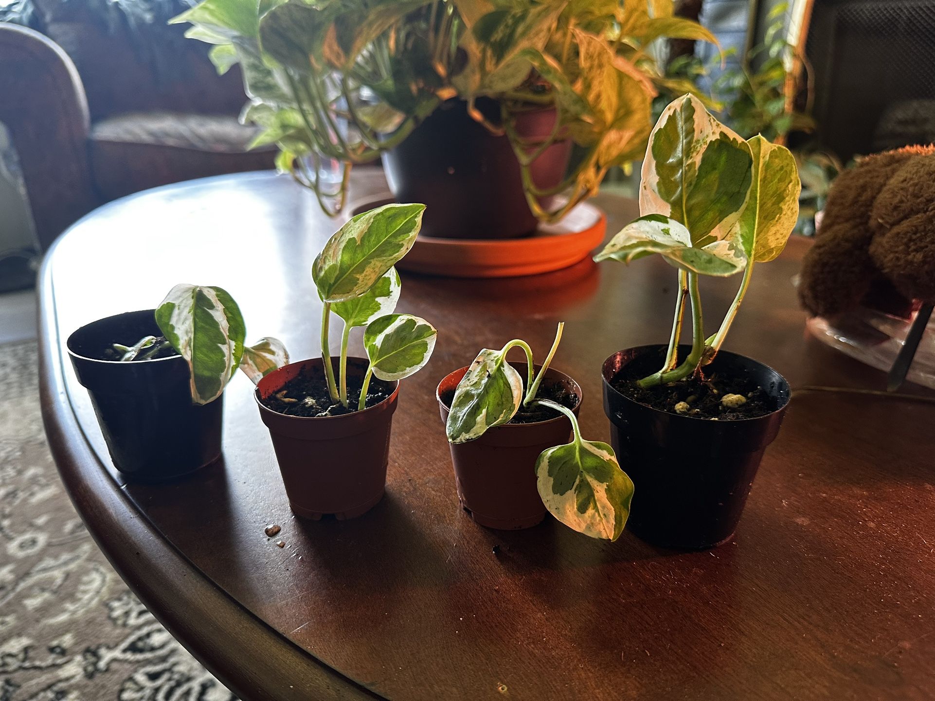 Pearls & Jade Pothos Babies