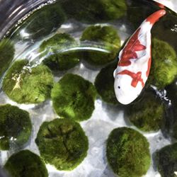 Marimo Balls Medium Size 