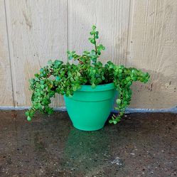 Elephant Food Plant
