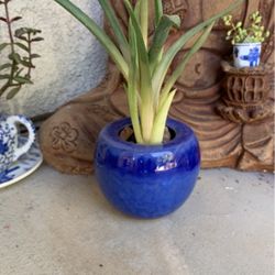 Blue ceramic pot with succulent plant