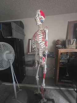 Anatomy Skeleton