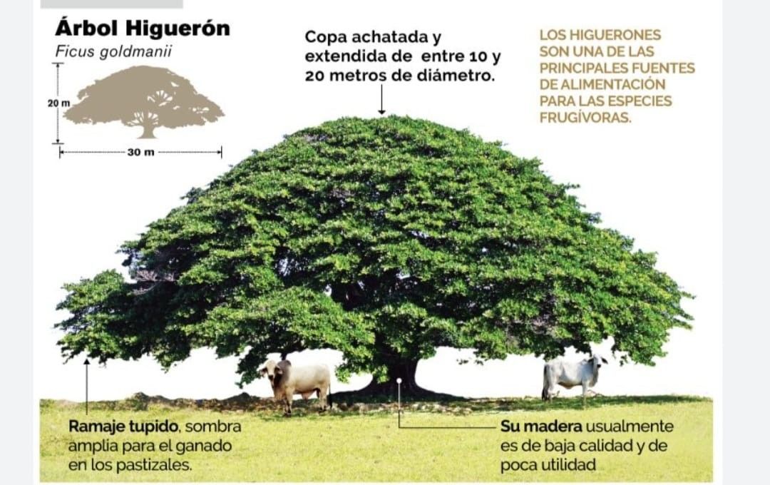 Árboles Higeron