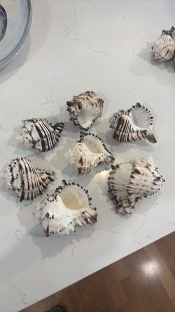 Natural Black Murex Large Seashells Collection