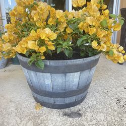Beautiful Yellow Bougainville With Beautiful Pot High Is 12 Wide Is 20 For 65