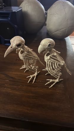 Skeleton parrot and raven decor