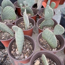 Rooted Green Prickly Pear