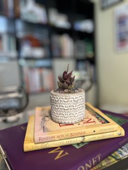 Adromischus herrei