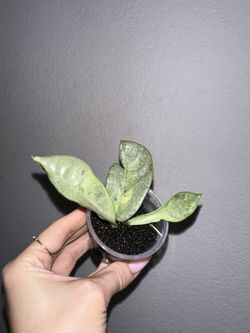 Hoya Argentea Princess - Reverted