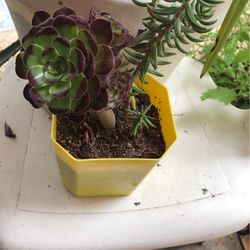 Succulent 