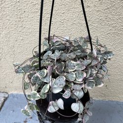 Variegated String of Hearts