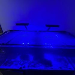 Red Sea 525 Xl  Fish Tank /saltwater 
