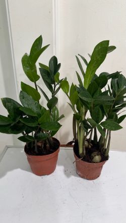 Zz Plant