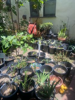 FREE Lilys/Pots/Dirt